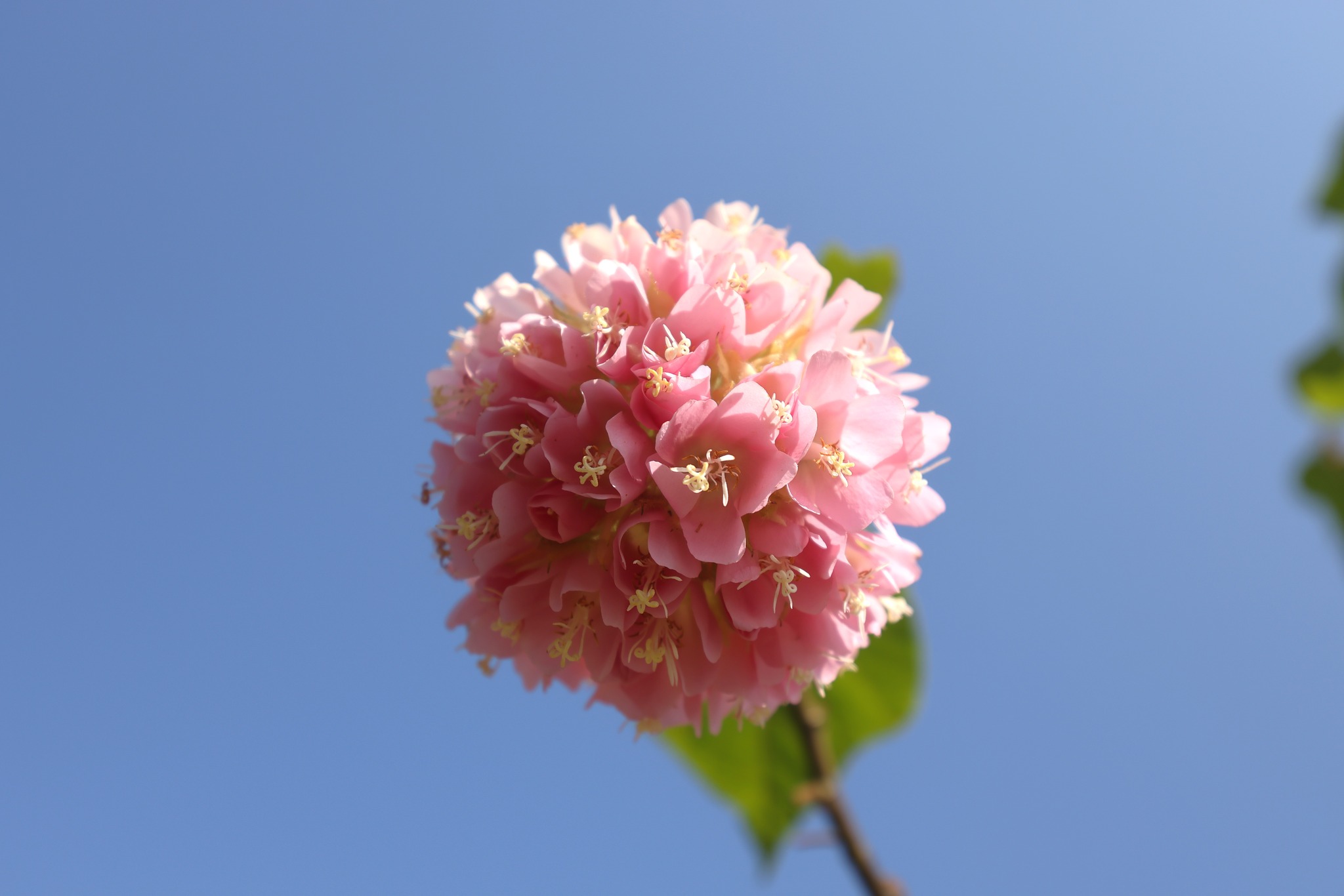 ดอกพุดตานญี่ปุ่น (Dombeya elegans) ดอกพุดตานญี่ปุ่น (Dombeya elegans)