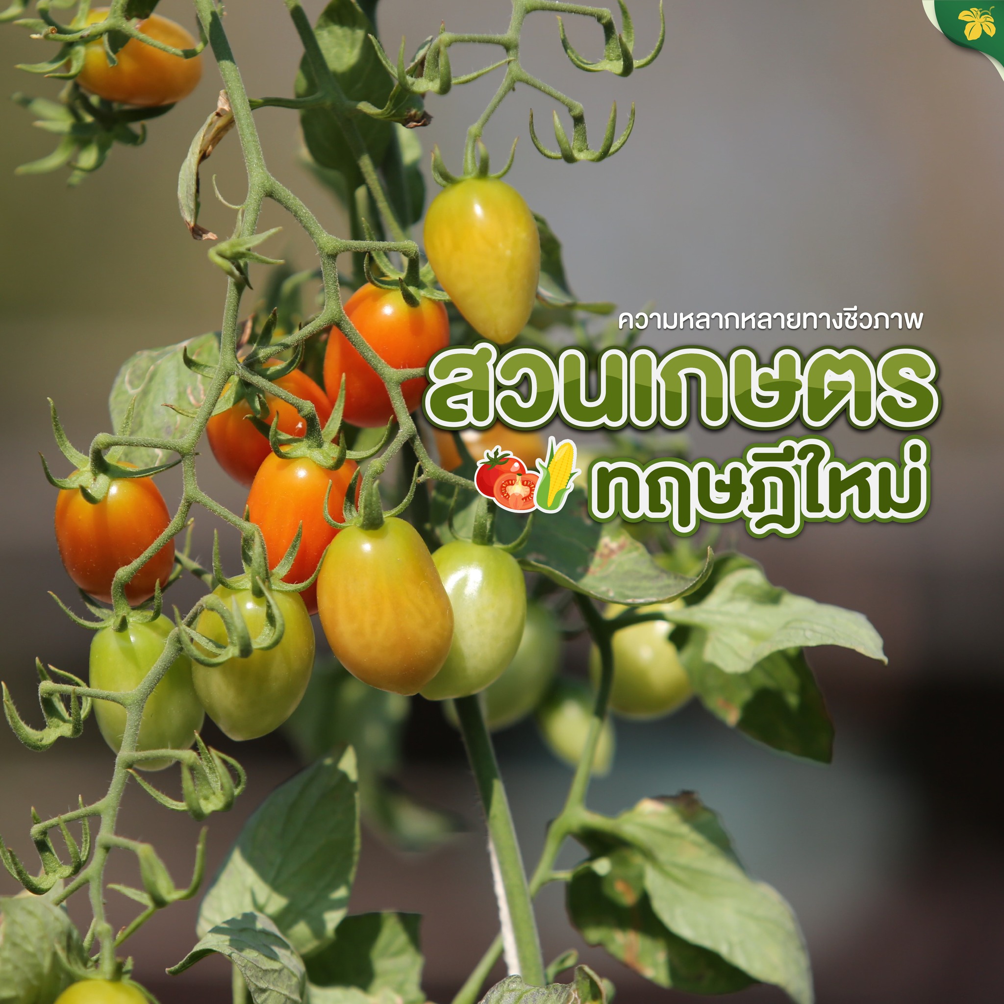 สวนเกษตรทฤษฎีใหม่กับความหลากหลายทางชีวภาพทางการเกษตร สวนเกษตรทฤษฎีใหม่กับความหลากหลายทางชีวภาพทางการเกษตร