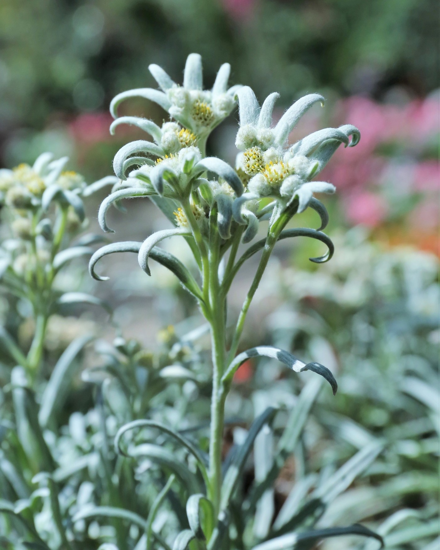 เอเดลไวส์ (Edelweiss) เอเดลไวส์ (Edelweiss)