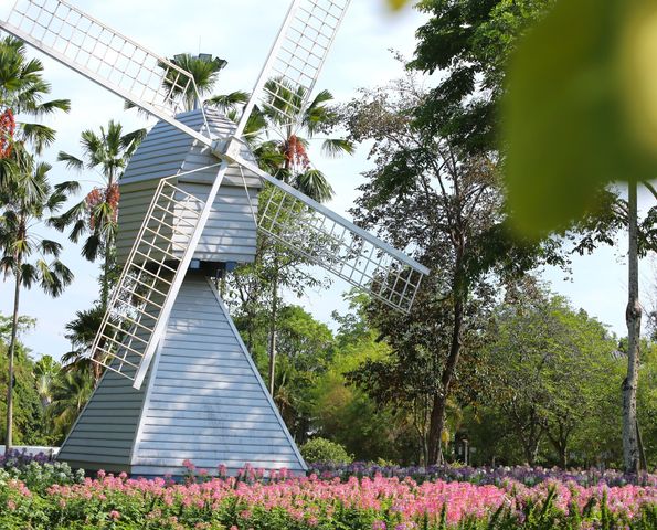 NOW IN BLOOM : เสี้ยนฝรั่งสีพาสเทล NOW IN BLOOM : เสี้ยนฝรั่งสีพาสเทล