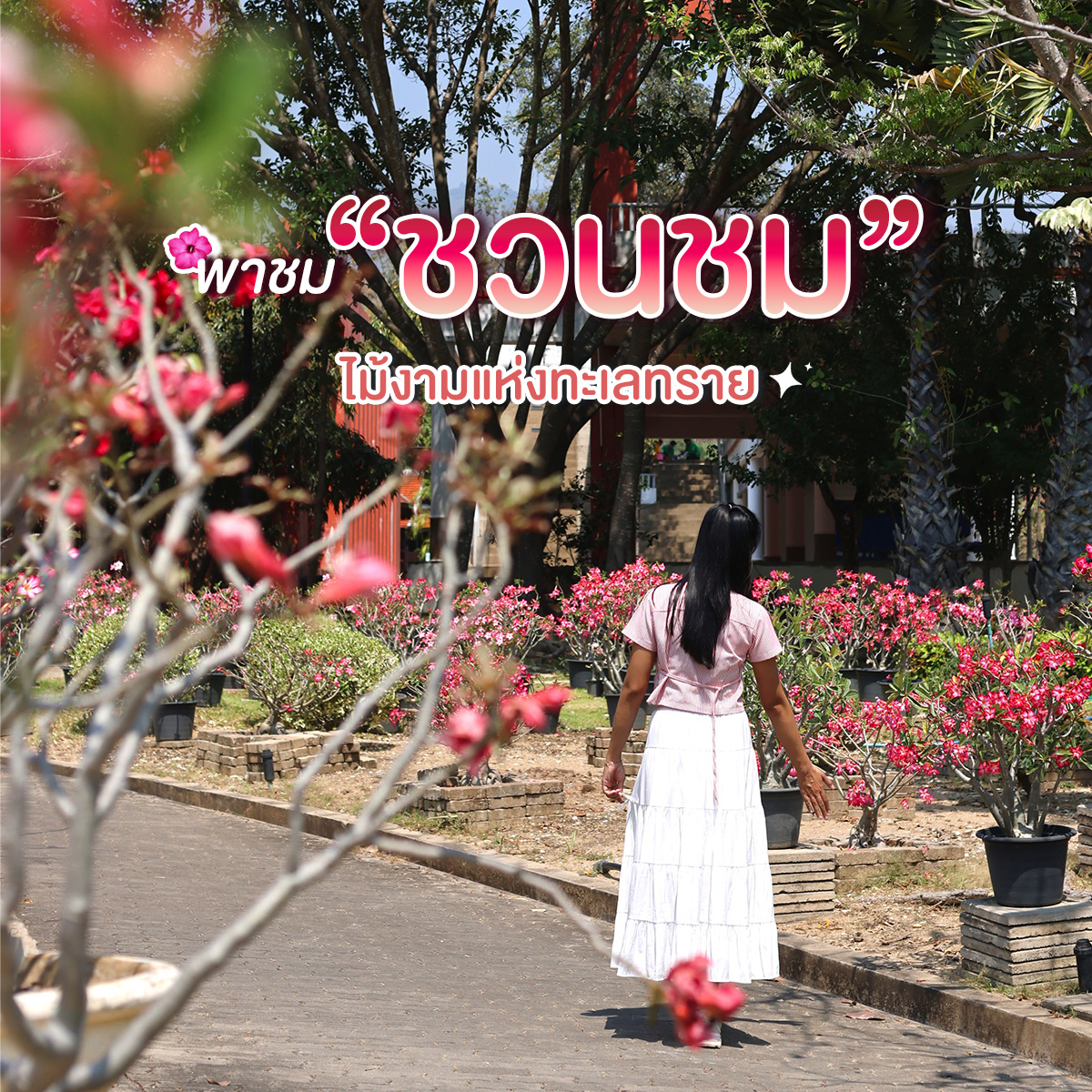 พาชม พาชม