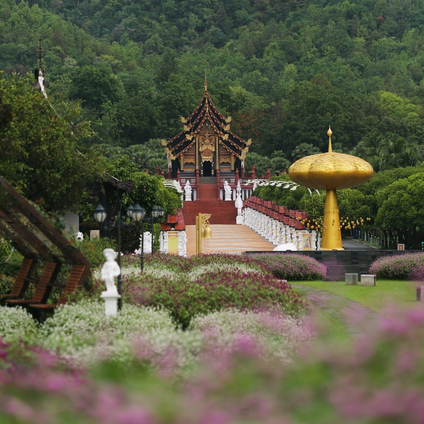 NOW IN BLOOM | ดอกตะล่อมหลากสีสัน NOW IN BLOOM | ดอกตะล่อมหลากสีสัน