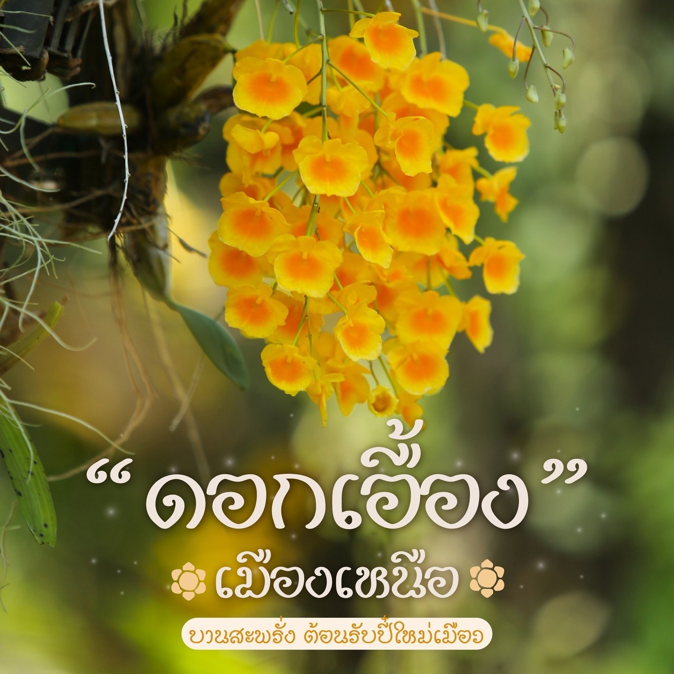 ‘ ดอกเอื้องเมืองเหนือ ’ ‘ ดอกเอื้องเมืองเหนือ ’