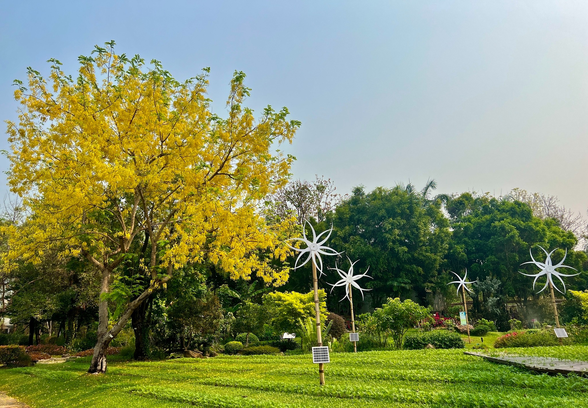อัพเดทการผลิบานของ “ดอกราชพฤกษ์” ในอุทยานหลวงราชพฤกษ์