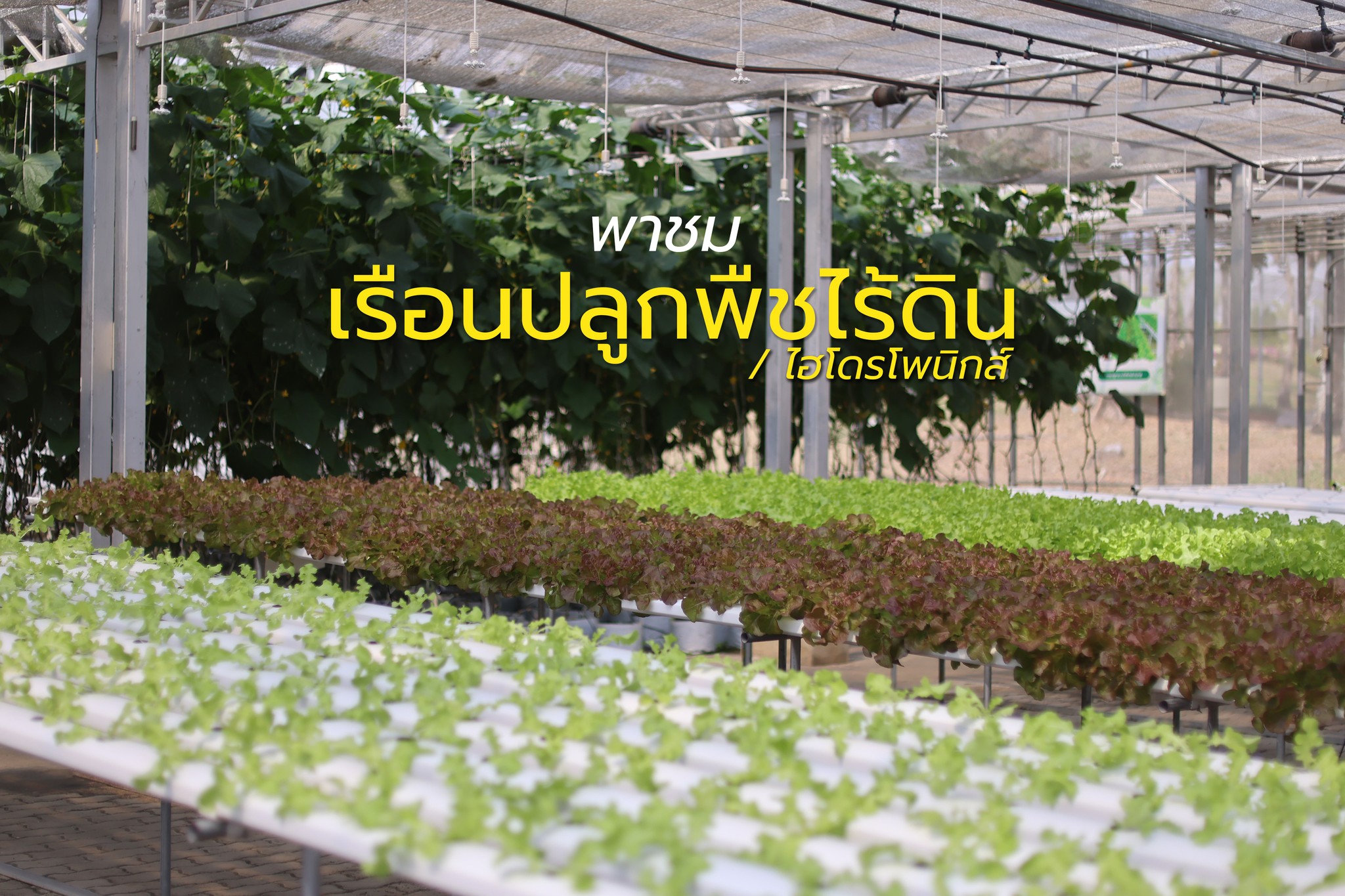 พาชม 