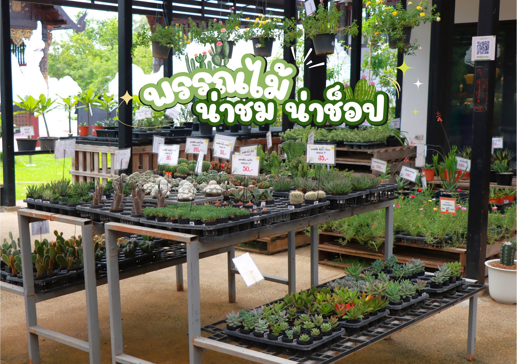 ร้านจำหน่ายพรรณไม้ น่าชม น่าช็อป ร้านจำหน่ายพรรณไม้ น่าชม น่าช็อป