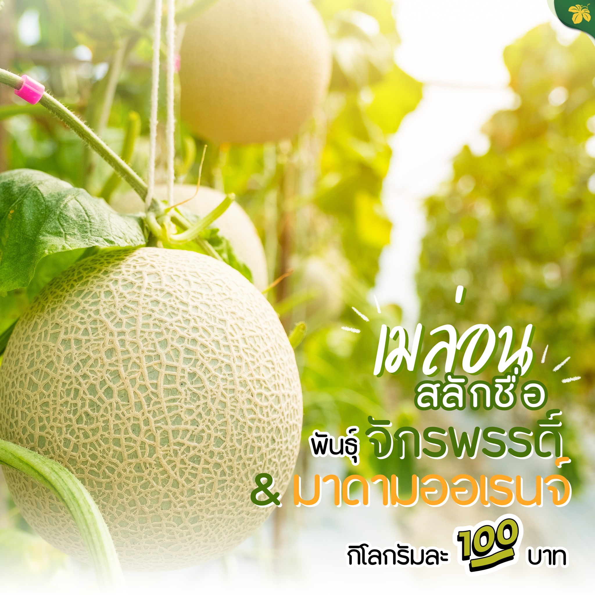 เมล่อนสลักชื่อมาแล้วจ้า เมล่อนสลักชื่อมาแล้วจ้า