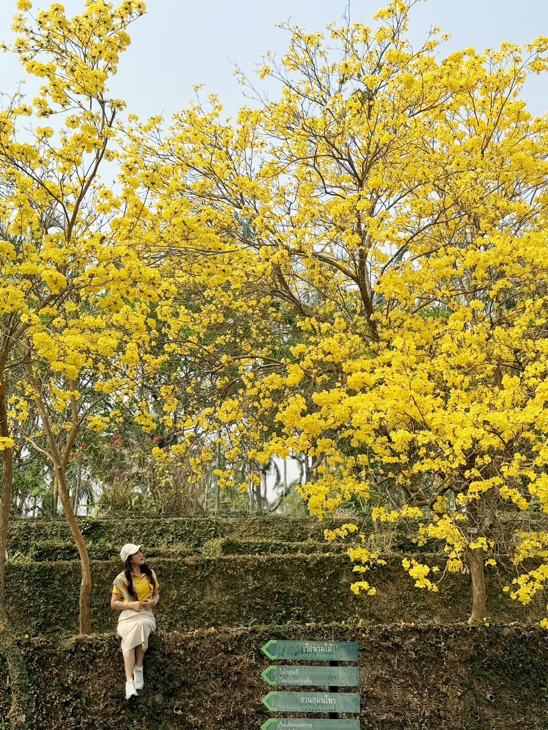 Now in bloom l เหลืองอินเดีย Now in bloom l เหลืองอินเดีย
