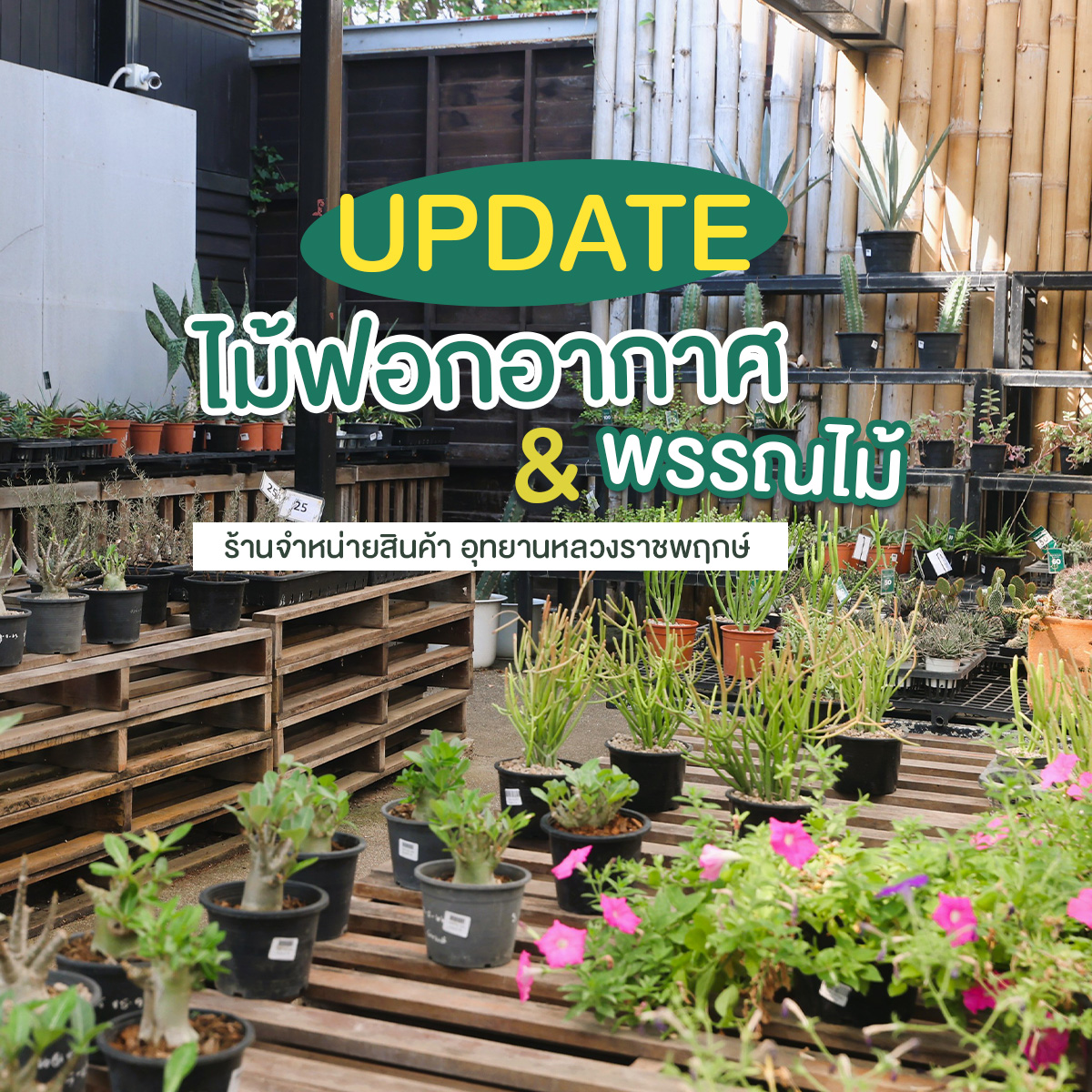 ชวนช้อปพรรณไม้ & ไม้ฟอกอากาศ ที่ร้านจำหน่ายสินค้าที่ระลึก อุทยานหลวงราชพฤกษ์ ꕥ