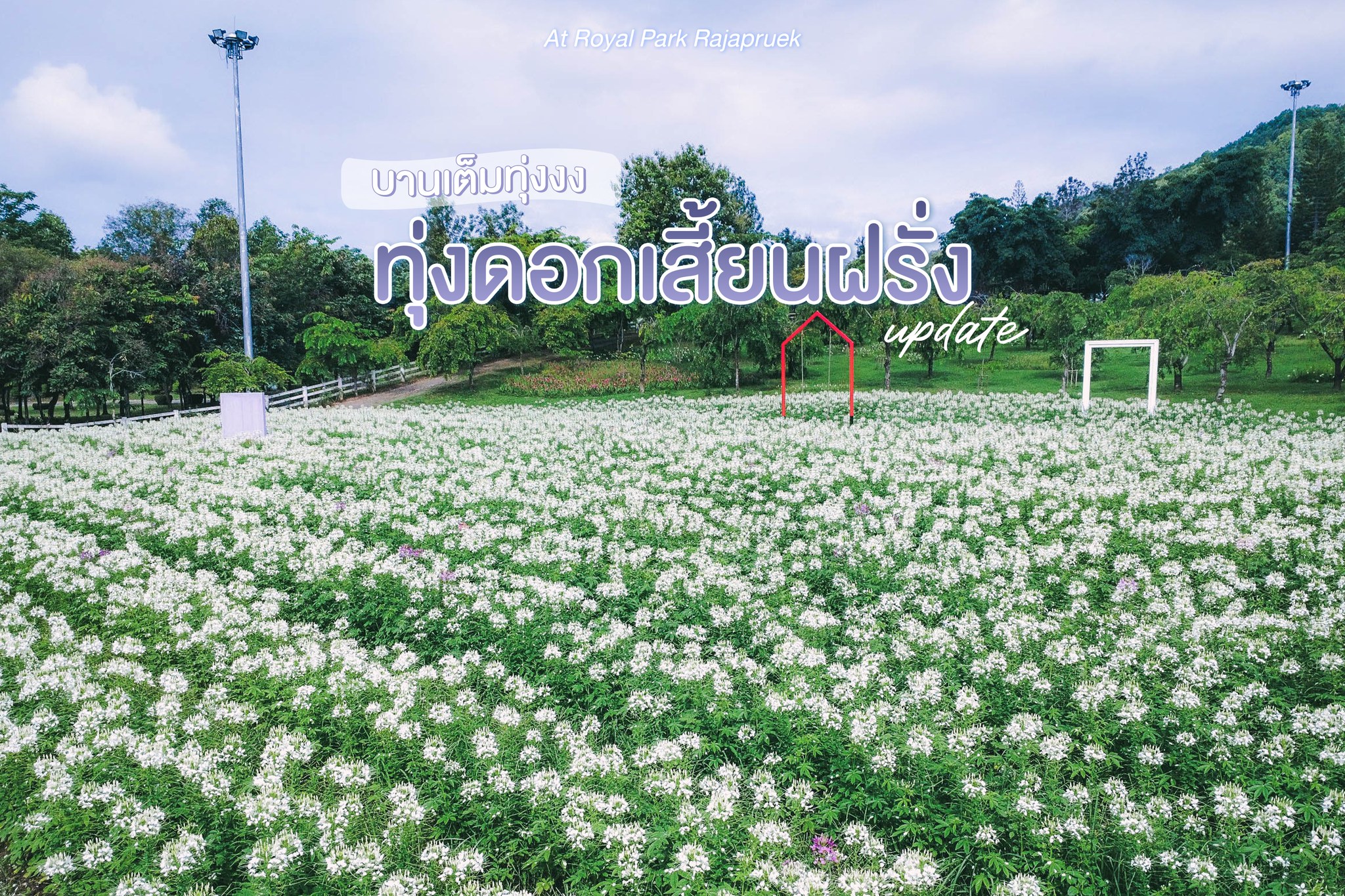 บานเต็มทุ่ง กับ บานเต็มทุ่ง กับ