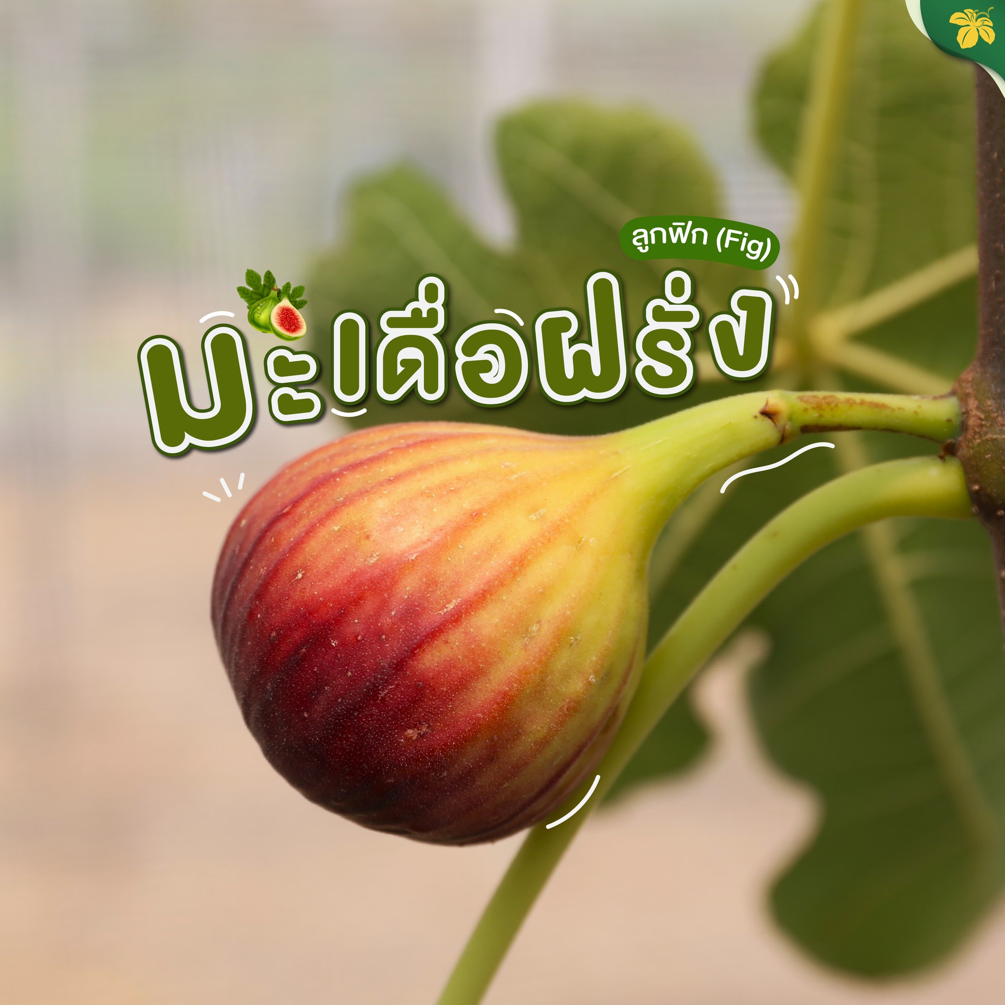 ∞ มะเดื่อฝรั่ง ผลไม้เพื่อสุขภาพ คุณค่าทางโภชนาการสูง√ ∞ มะเดื่อฝรั่ง ผลไม้เพื่อสุขภาพ คุณค่าทางโภชนาการสูง√