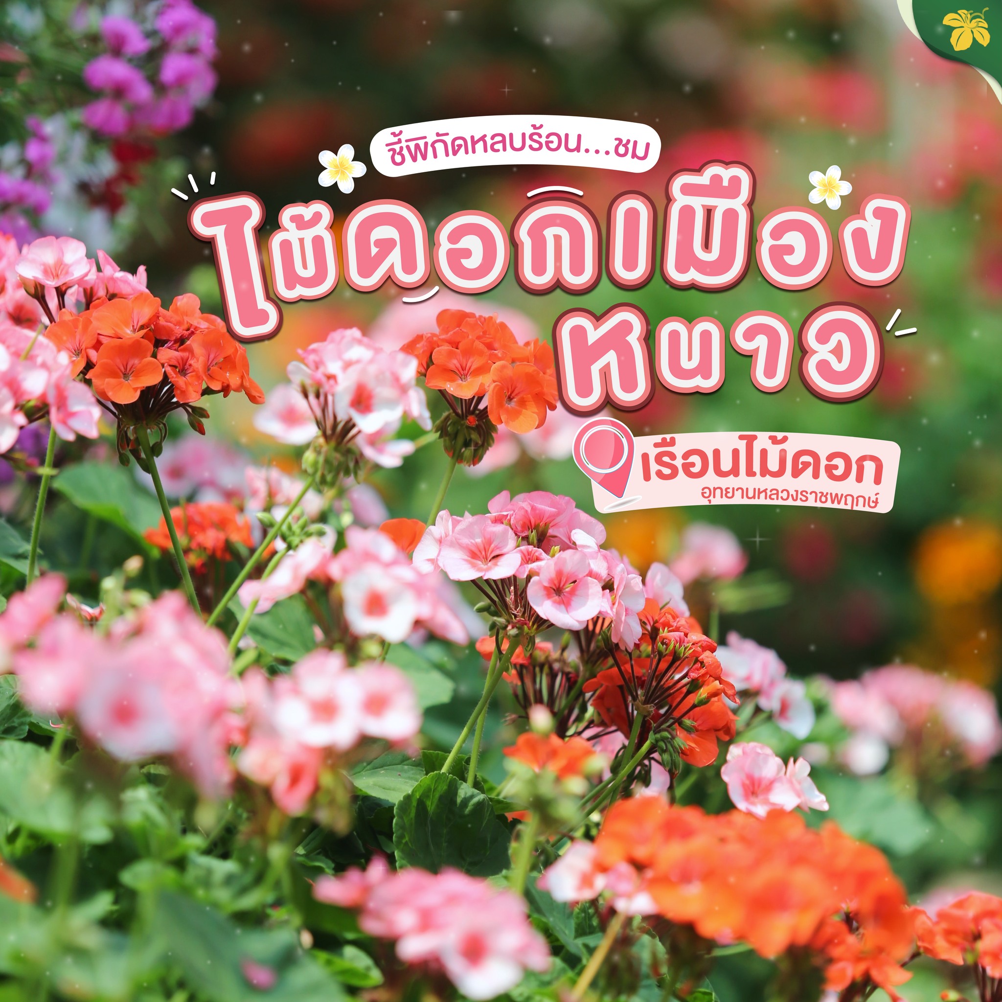 ชี้พิกัดหลบร้อนชมไม้ดอกเมืองหนาวที่เรือนไม้ดอก ชี้พิกัดหลบร้อนชมไม้ดอกเมืองหนาวที่เรือนไม้ดอก