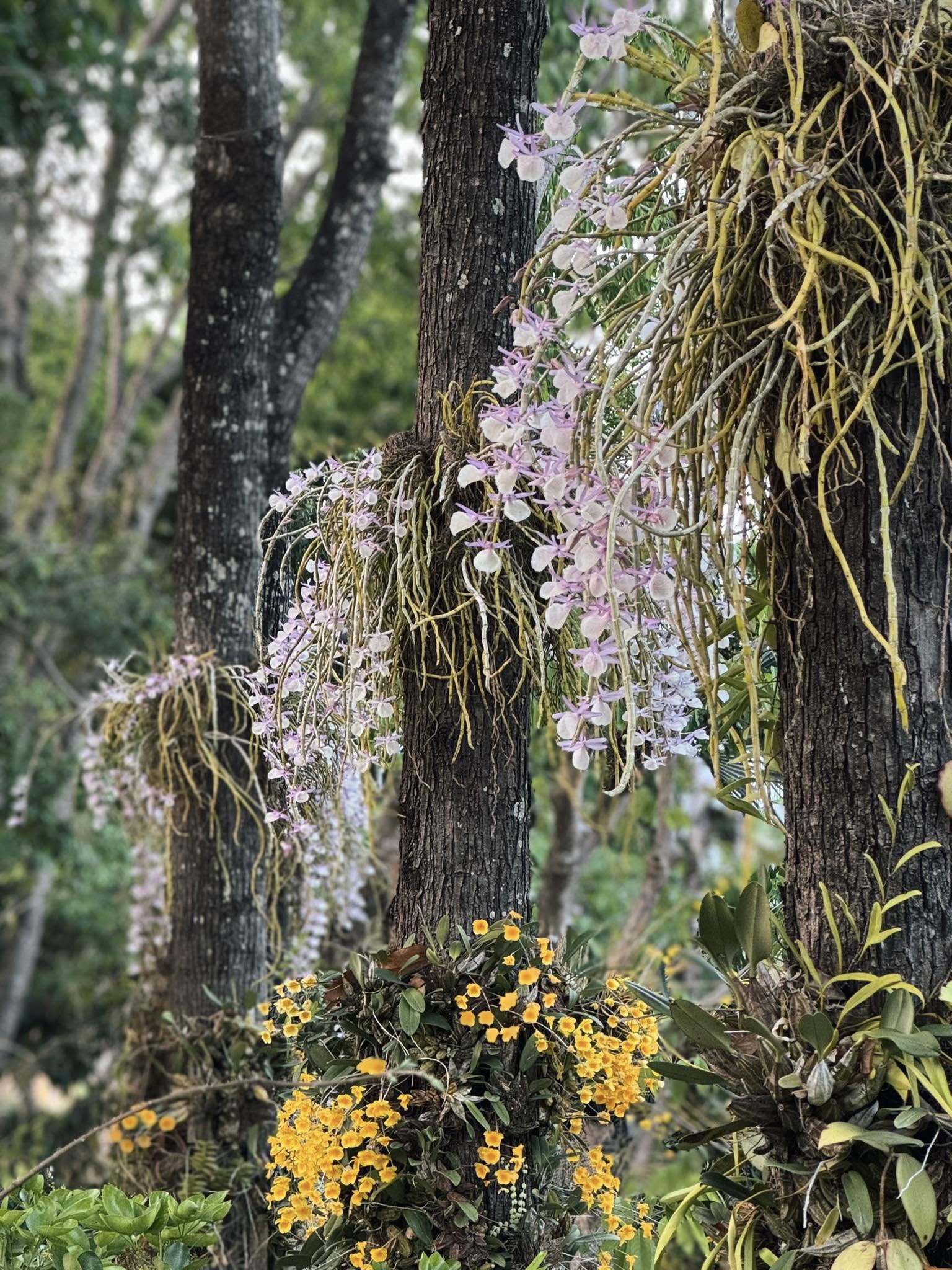 Now in bloom | ดอกเอื้องเมืองเหนือ  อุทยานหลวงราชพฤกษ์ จ.เชียงใหม่