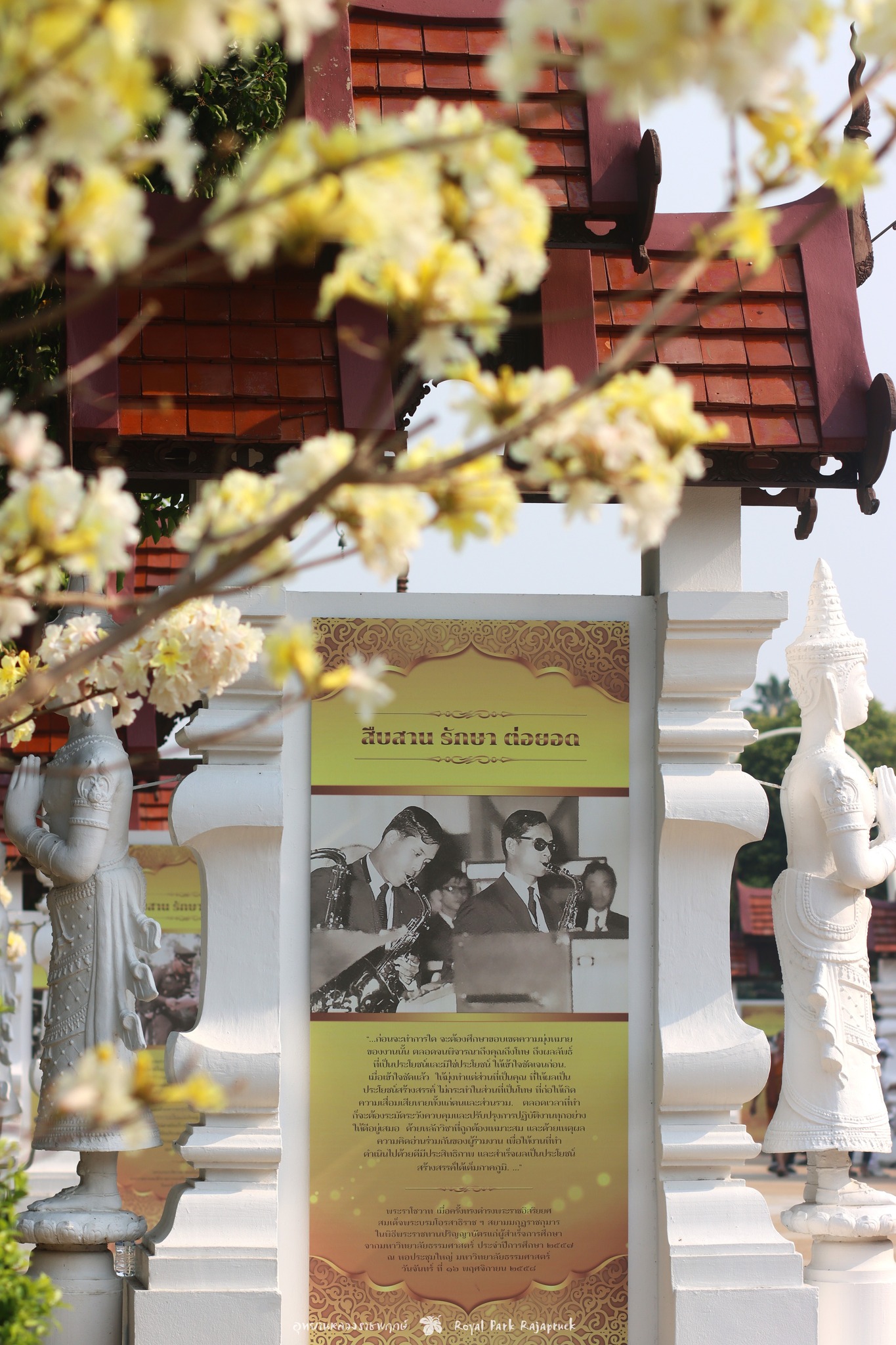 ทรัมเป็ตสายพันธุ์ใหม่ ทรัมเป็ตสายพันธุ์ใหม่