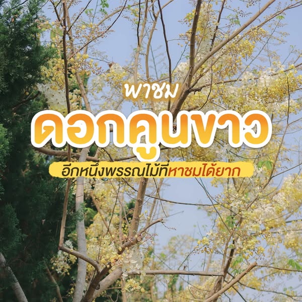  “คูนขาว” บานสะพรั่ง หาชมได้ยาก!  อุทยานหลวงราชพฤกษ์ จ.เชียงใหม่