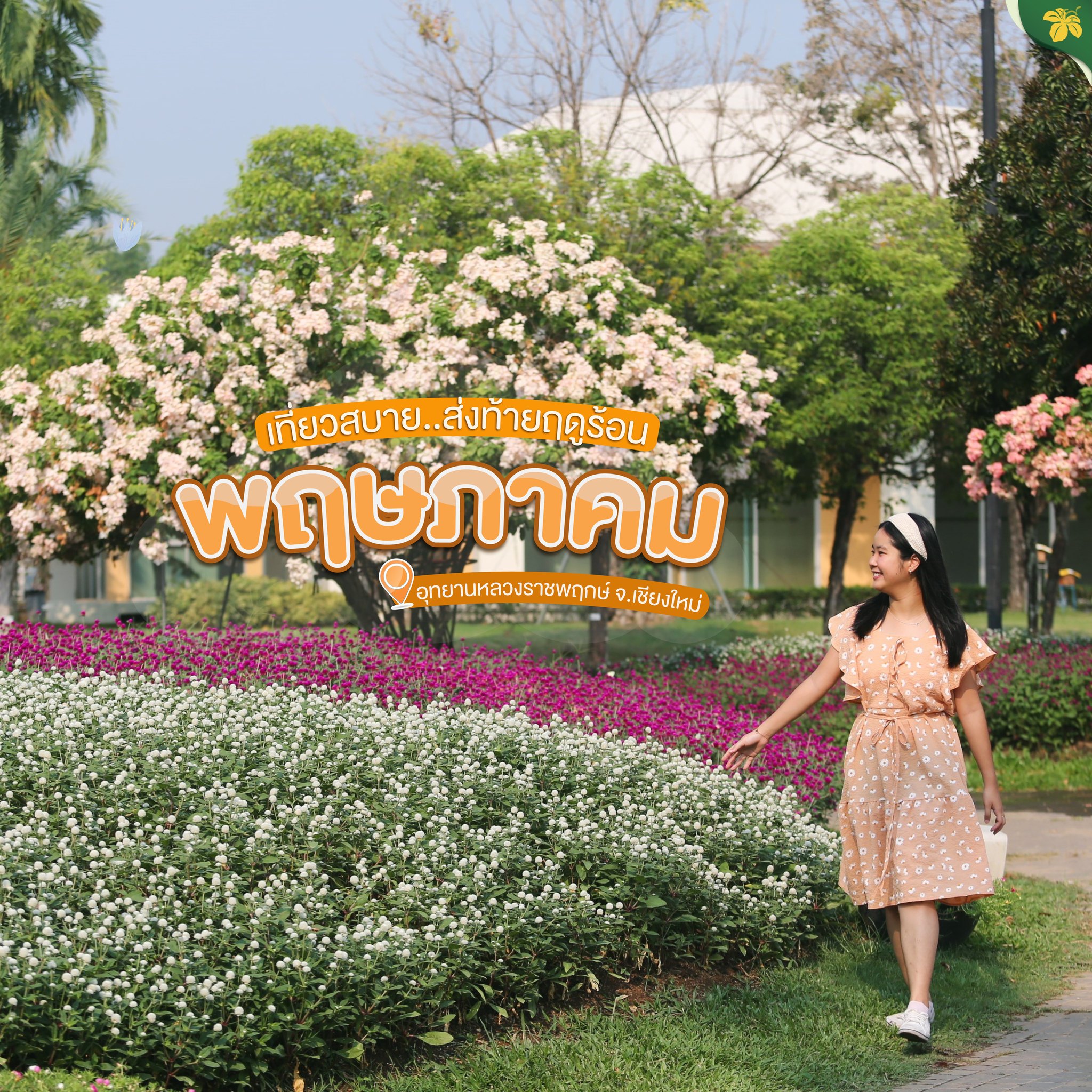 เที่ยวสบาย...ส่งท้ายฤดูร้อน ชมไฮไลท์ไม้กลุ่มสีและไม้ดอกเดือนพฤษภาคมนี้ เที่ยวสบาย...ส่งท้ายฤดูร้อน ชมไฮไลท์ไม้กลุ่มสีและไม้ดอกเดือนพฤษภาคมนี้