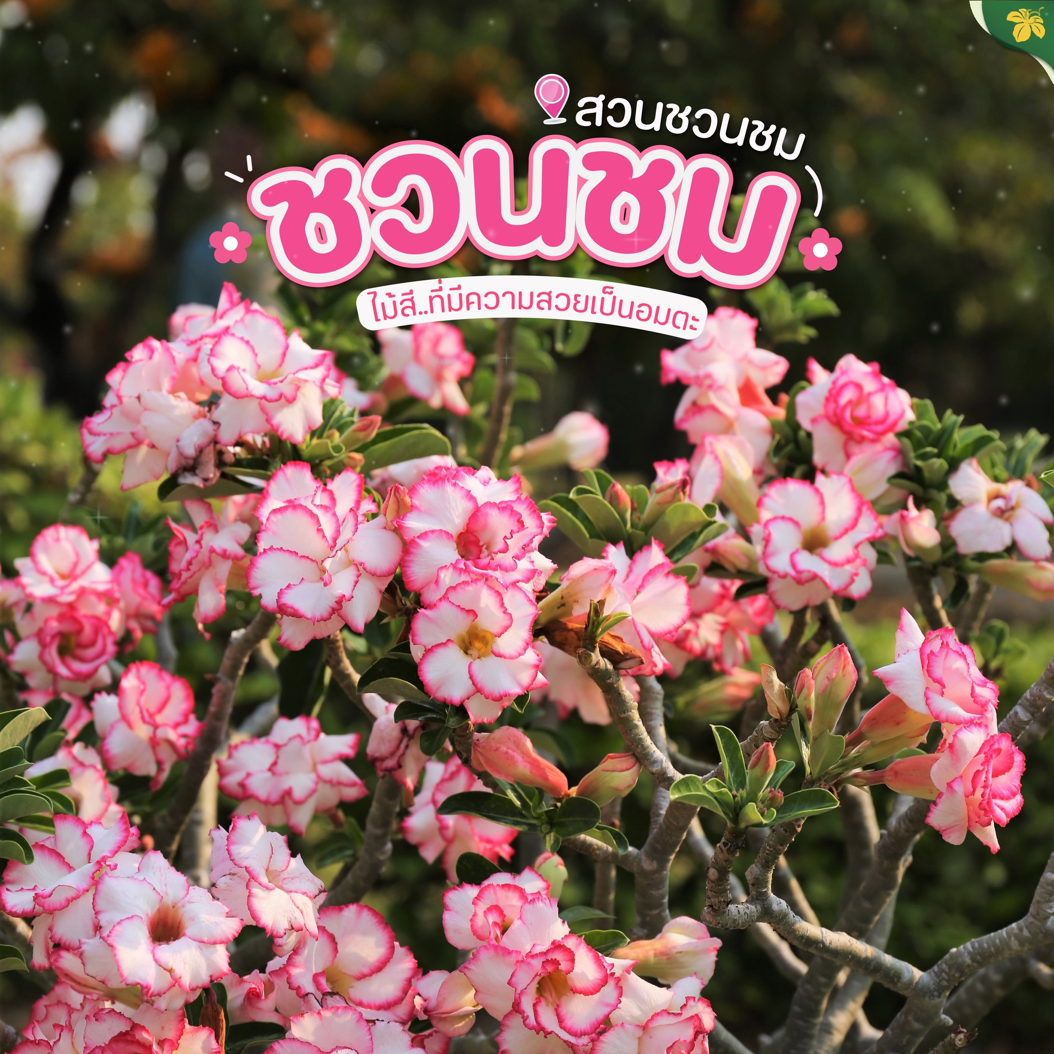 Now in Bloom | ชวนชม Now in Bloom | ชวนชม