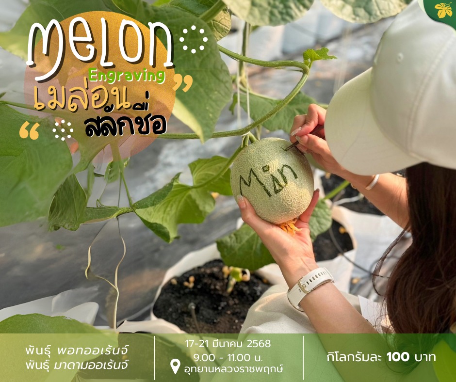 ☄ กิจกรรม เมล่อนสลักชื่อ กลับมาแล้วจ้า ☺︎ ☄ กิจกรรม เมล่อนสลักชื่อ กลับมาแล้วจ้า ☺︎