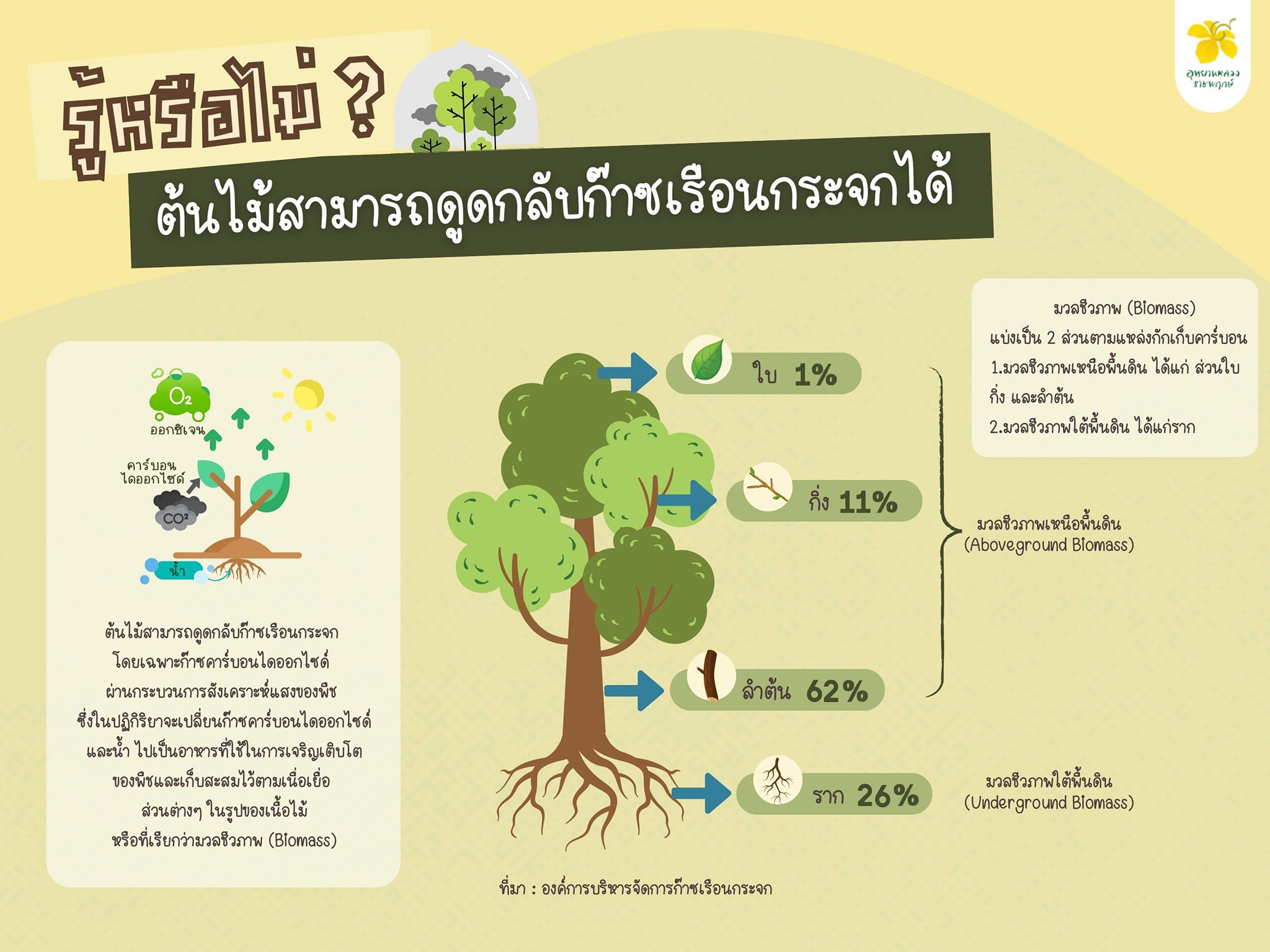 รู้หรือไม่ ว่าต้นไม้สามารถดูดกลับก๊าซเรือนกระจกได้? รู้หรือไม่ ว่าต้นไม้สามารถดูดกลับก๊าซเรือนกระจกได้?