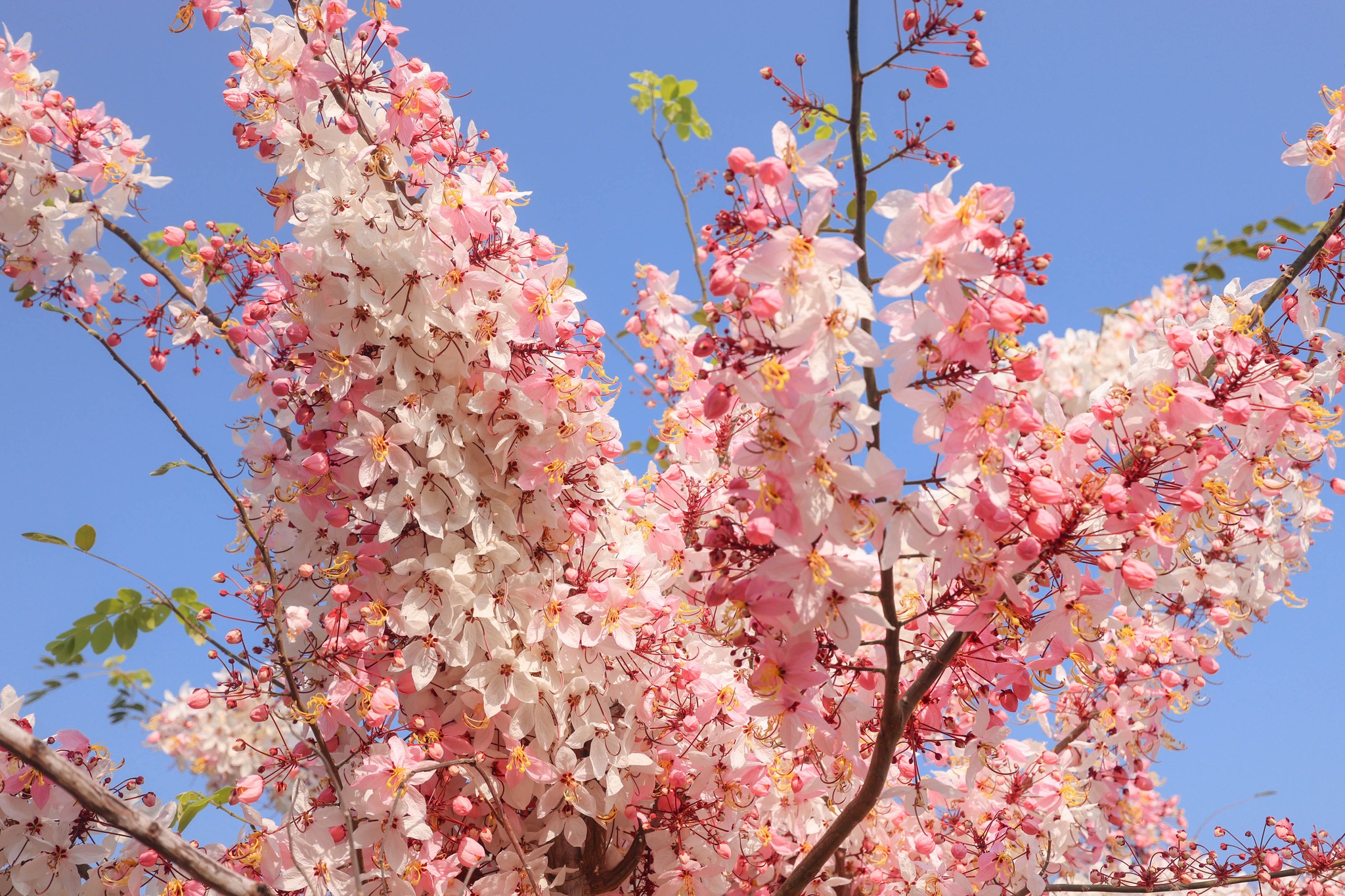 ❀ ยังบานสะพรั่งอย่างงดงาม! ❀ ยังบานสะพรั่งอย่างงดงาม!